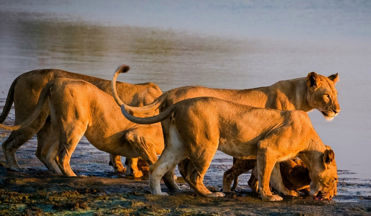 Nyerere National Park