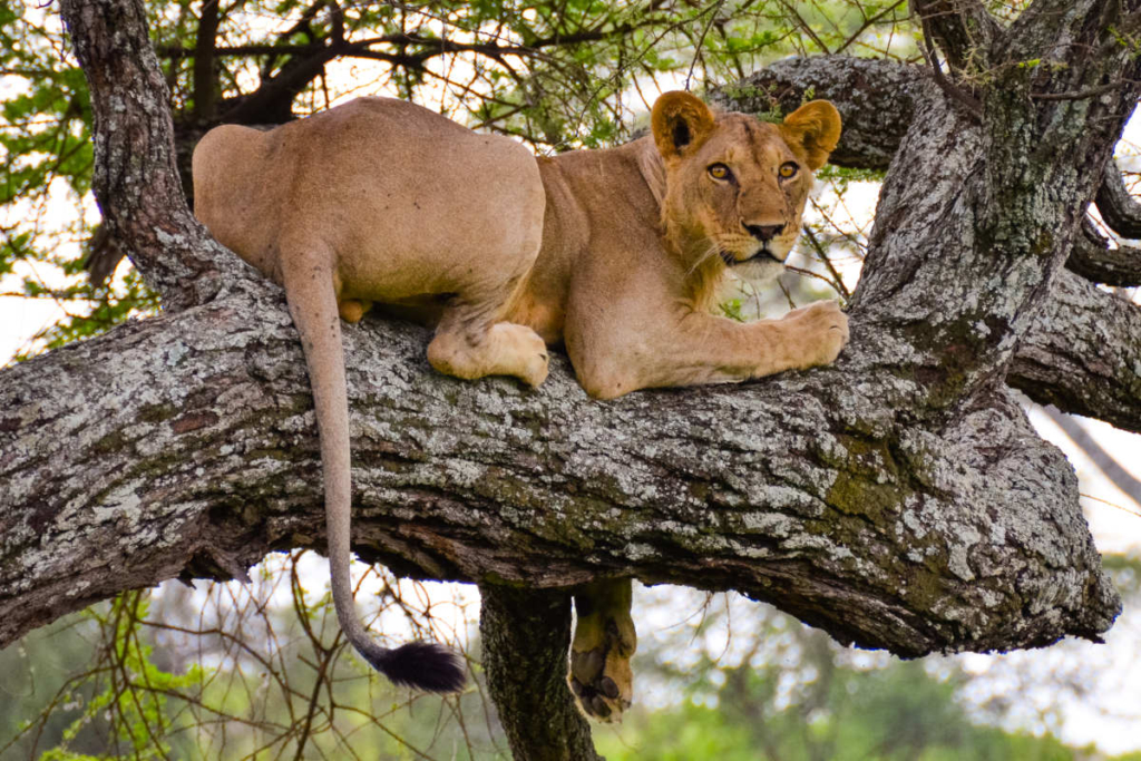 Lake Manyara National Park