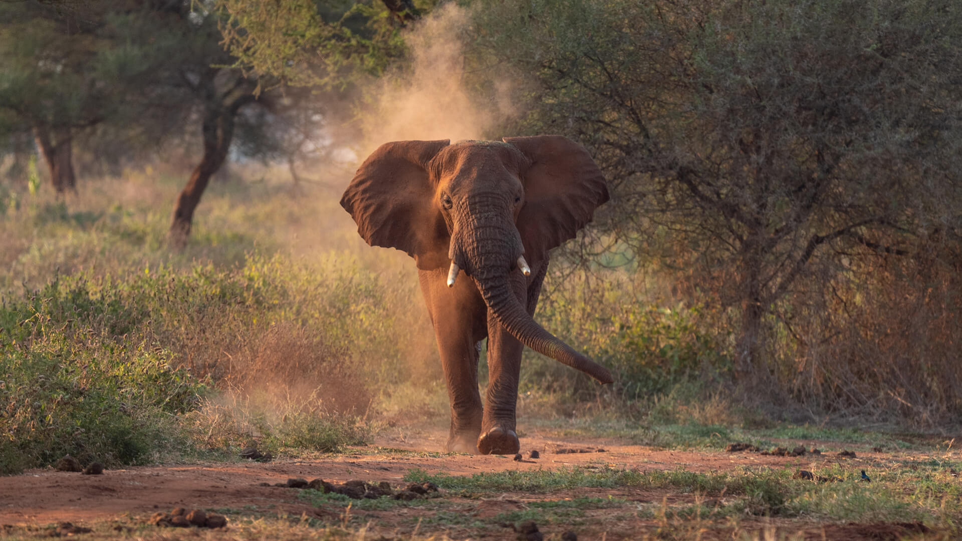 Tarangire National Park