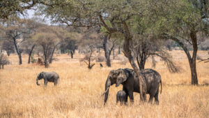 6 Days Big Five Classic Safari: Tarangire, Serengeti and Ngorongoro Crater