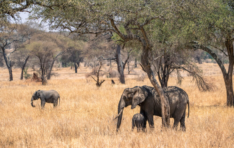 6 Days Big Five Classic Safari: Tarangire, Serengeti and Ngorongoro Crater