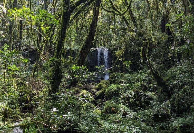 Climb Kilimanjaro Day Trip