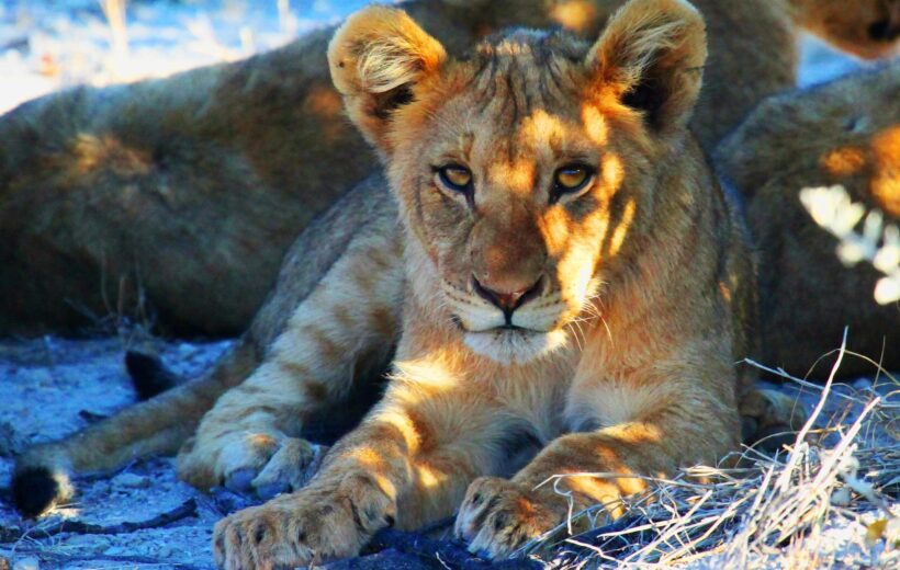5 Days Luxury Wilderness Safaris