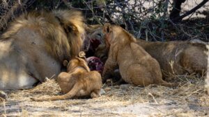 8 Days Mid-Range Unforgettable Safari