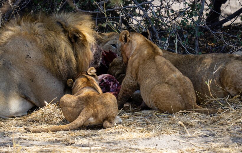 8 Days Mid-Range Unforgettable Safari