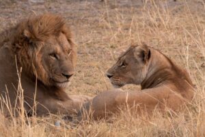 3 Day Serengeti and Ngorongoro Adventure Budget Safari