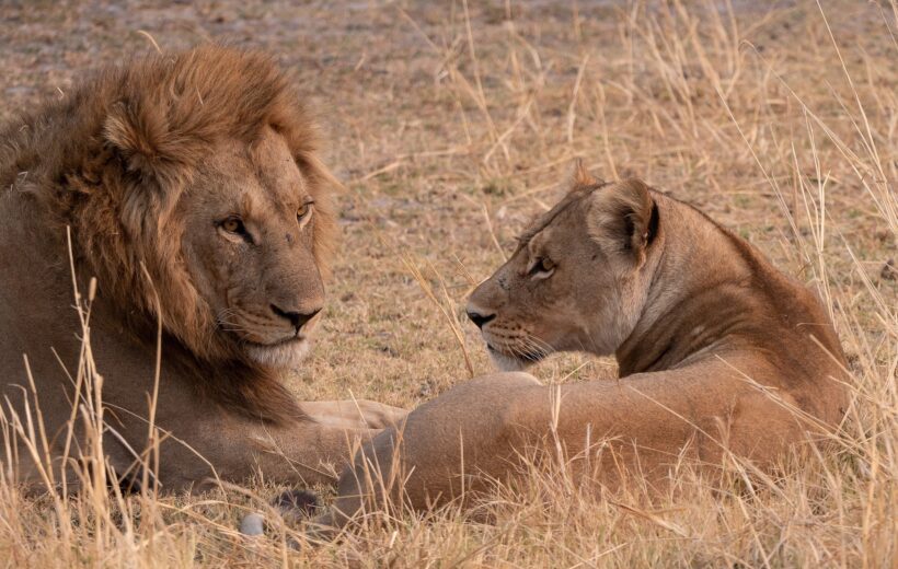 3 Day Serengeti and Ngorongoro Adventure Budget Safari
