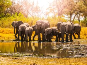 Tarangire National Park Day Trip: A Game Drive Like No Other