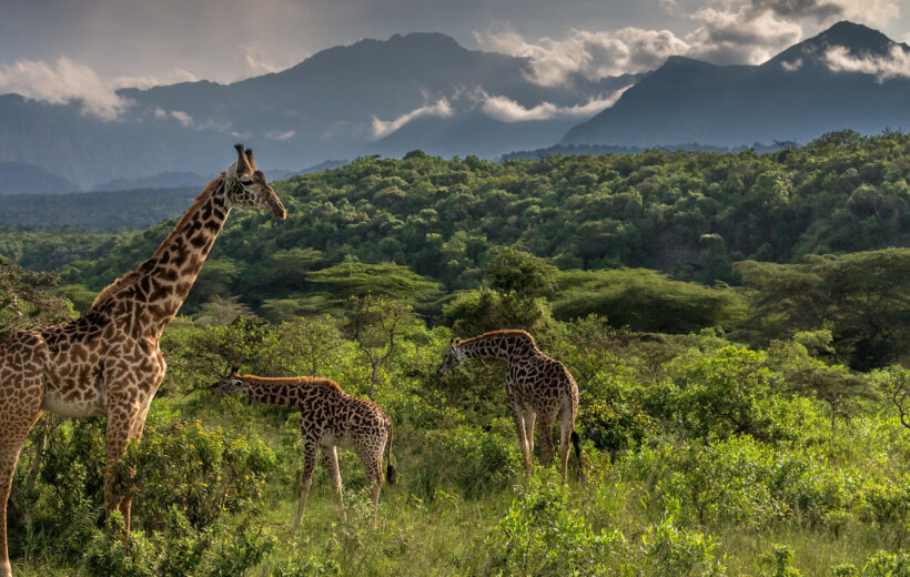Arusha National Park Day Trip: A Unique Safari with Walking Adventure and Game Drive