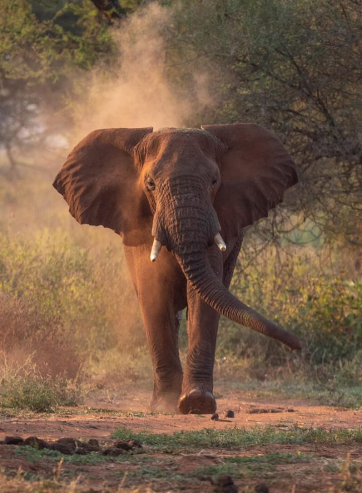 An-elephant-in-Tarangire-National-Park-Tanzania
