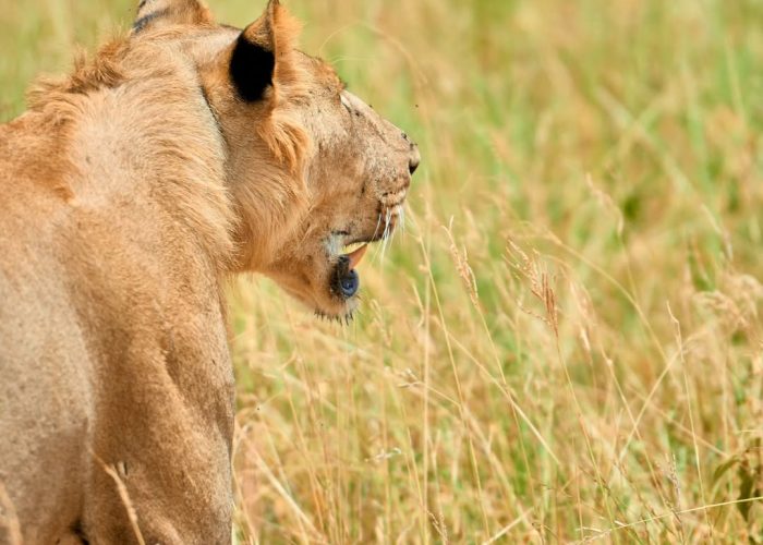 tanzania_smile_safaris_-20250509-0001